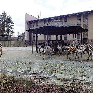Group of Grant's Zebras with Young