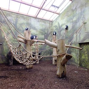 Angolan Colobus Indoors