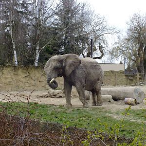 Elephant in Small Outdoor Paddock