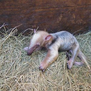 Second Lesser Anteater born in Bioparque (Feb.  27, 2015)