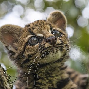 Margay born in Bioparque, Nov. 1, 2014.