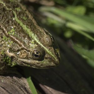 Pool frog (?)