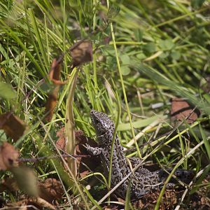 Western sand lizard