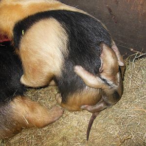 Lesser Anteater