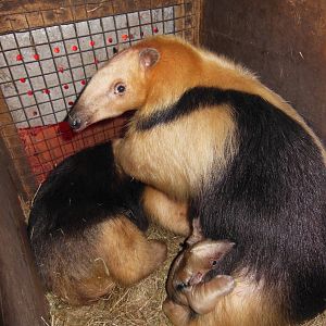 Lesser Anteater