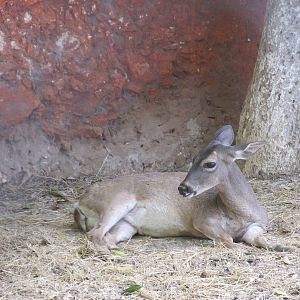 yucatan white tail deer centenario zoo