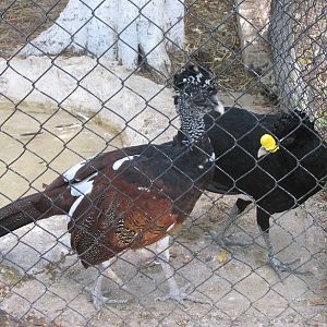 great currasow centenario zoo