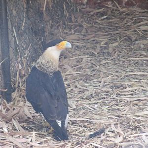 caracara centenario zoo