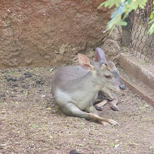 yucatan brocket deer centenario zoo