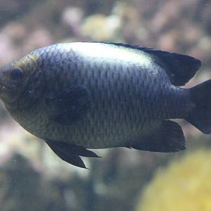 Fish ID