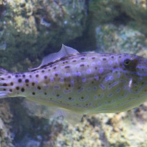 Scrawled filefish