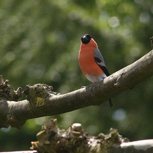 Bull Finch (Goudvink)
