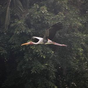 Wild Stork in Flight, Kuala Lumpur