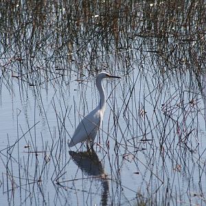 Great Egret - Florida.