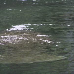 Florida Manatee - Florida