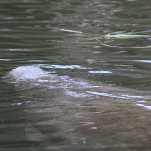 Florida Manatee - Florida
