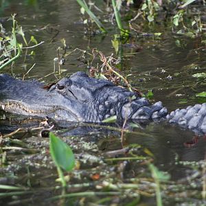 American Alligator - Florida
