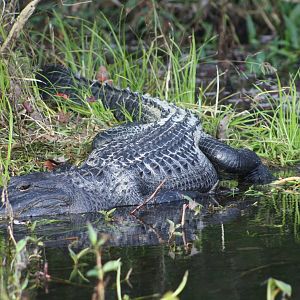 American Alligator - Florida