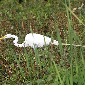 Great Egret - Florida