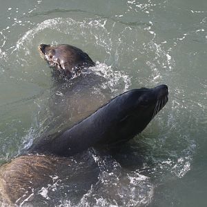 California Sea Lions