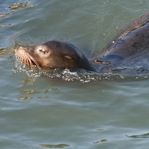 California Sea Lion