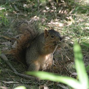 Brown Squirrel