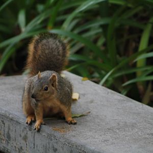 Brown Squirrel