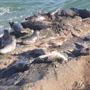 Harbor Seals