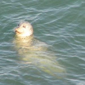 Harbor Seal