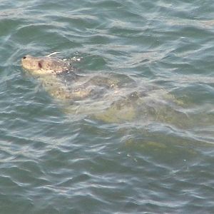 Harbor Seal