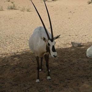 Arabian Oryx.