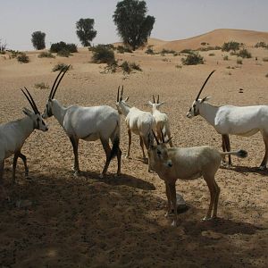 Arabian Oryxs