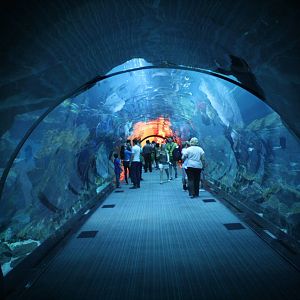 Aquarium Tunnel