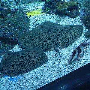 Leopard Rays