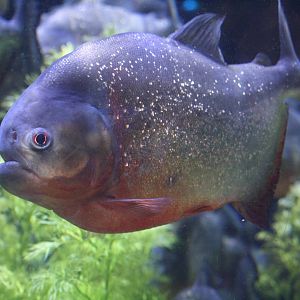 Red Bellied Piranha
