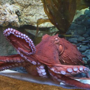 Giant Pacific Octopus
