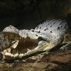 King Croc