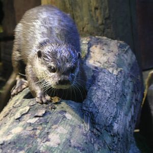 Asian Small Clawed Otter