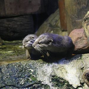 ASC Otter and Pup