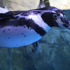 Humboldt Penguin