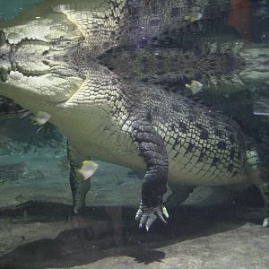 King Croc underwater.
