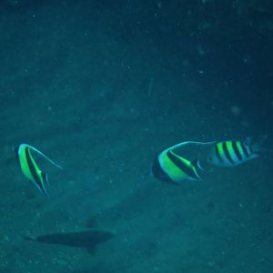 Moorish Idols - Bali