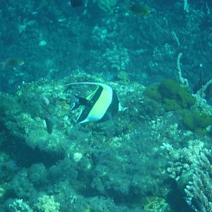 Moorish Idol - Bali