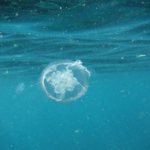 Jellyfish (?) - Bali