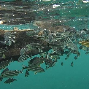 Little Fish (?) - Bali