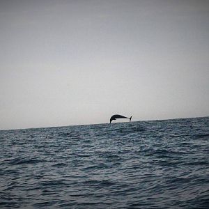 Spotted Dolphin Breaching - Bali