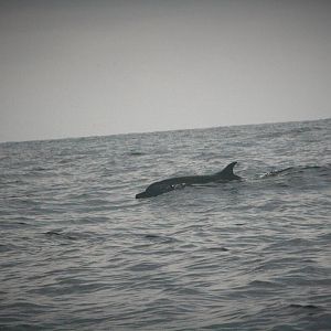 Spotted Dolphin - Bali