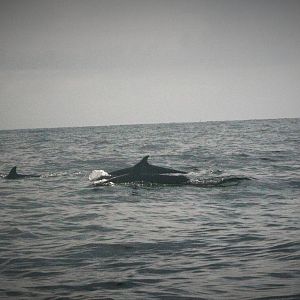 Spotted Dolphins - Bali