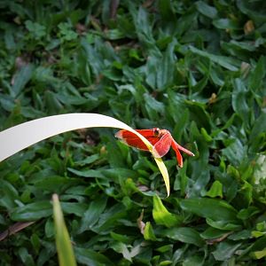 Dragonfly (?) - Bali