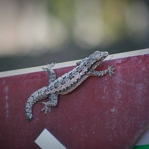 Gecko - Bali